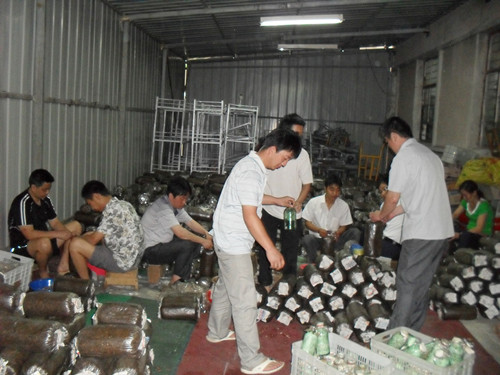 011年6月上旬合肥立新食用菌种培训学校学员在食用菌生产基地现场接三级种