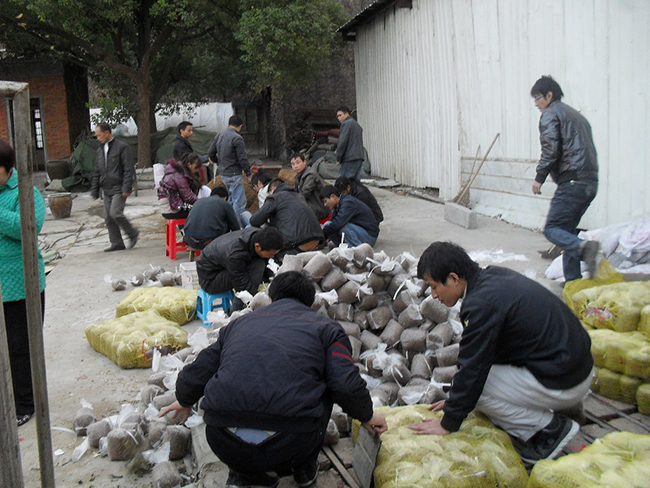 2010年11月下旬部分学员现场制作金针菇栽培包