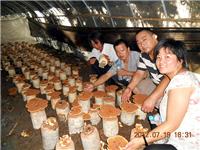 2012年7月中下旬合肥市庐阳区食用菌协会学员在合肥立新食用菌培训学校食用菌灵芝种植培训基地参观学习