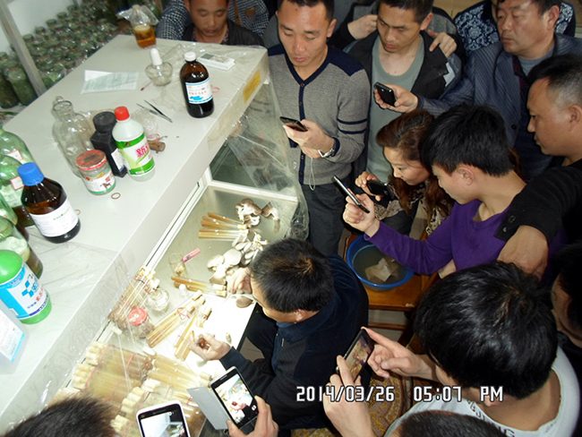 2014年3月26日合肥立新菌种场培训学校学员实习食用菌菌种制作-----食用菌组织分离技术及菌种转管技术