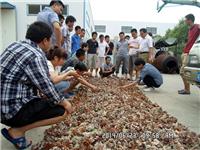 2014年6月23日合肥庐阳区食用菌协会学员在学校听沈老师讲木耳制干加工要点及销售