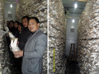 2013年元月中下旬合肥市庐阳区食用菌协会学员与沈会长在杏鲍菇工厂化种植基地