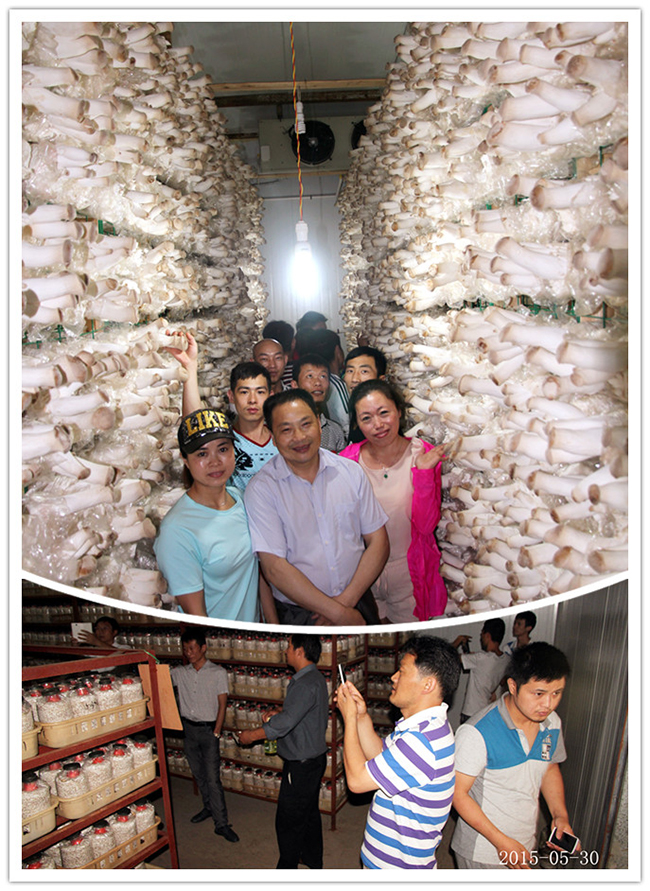 2015年5月30日合肥市庐阳区食用菌协会会员在合肥立新食用菌培训学校金针菇工厂化种植培训基地