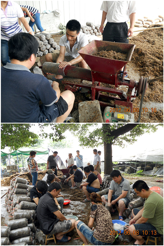 2012年6月上旬合肥立新菌种场培训学校学员在合肥立新食用菌生产基地现场实习食用菌栽培技术——食用菌生产装袋