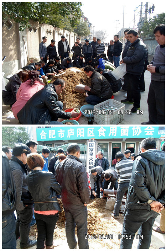 2013年3月上旬合肥立新食用菌培训学校学员在合肥立新食用菌培训学校实践食用菌栽培技术——平菇生料、熟料栽培技术