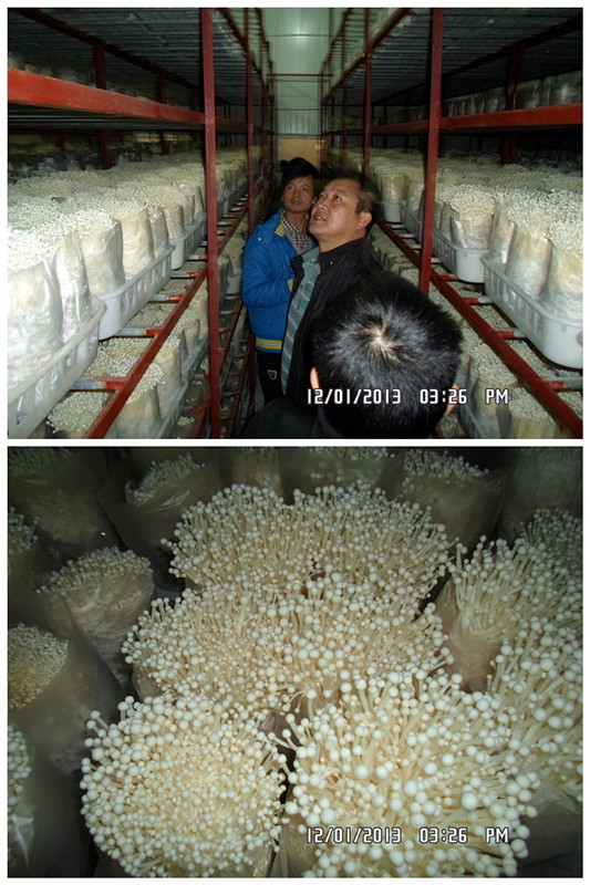 2013年12月上旬合肥立新食用菌培训学校学员在合肥立新菌种场培训学校金针菇工厂化种植培训基地