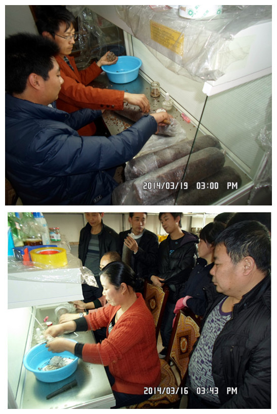 2014年3月16日及3月19日合肥立新食用菌培训学校学员在合肥立新菌种场培训基地实践食用菌栽培技术——香菇生产接种