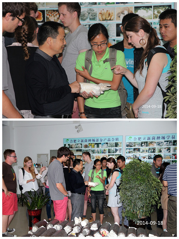 2014年9月18日合肥市庐阳区食用菌协会德国留学生在合肥立新菌种场培训学校听沈老师讲菌类的菌种从哪里来及如何制作