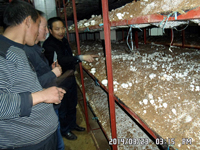 2014年3月23日合肥立新食用菌培训学校学员在合肥立新菌种场培训学校双孢蘑菇种植培训基地