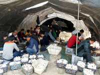 2013年4月下旬合肥市庐阳区食用菌协会学员在双孢蘑菇种植培训基地采收现场