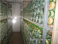 北虫草栽培技术
