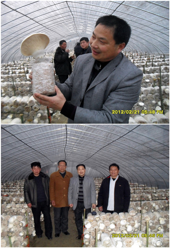 2012年2月下旬合肥庐阳区食用菌协会沈思和会长在阜南学员白灵菇种植基地考察指导