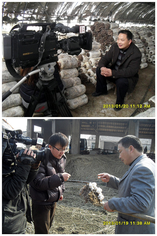2013年元月合肥市庐阳区食用菌协会沈思和会长接受中央电视台《绿色时空》栏目组采访