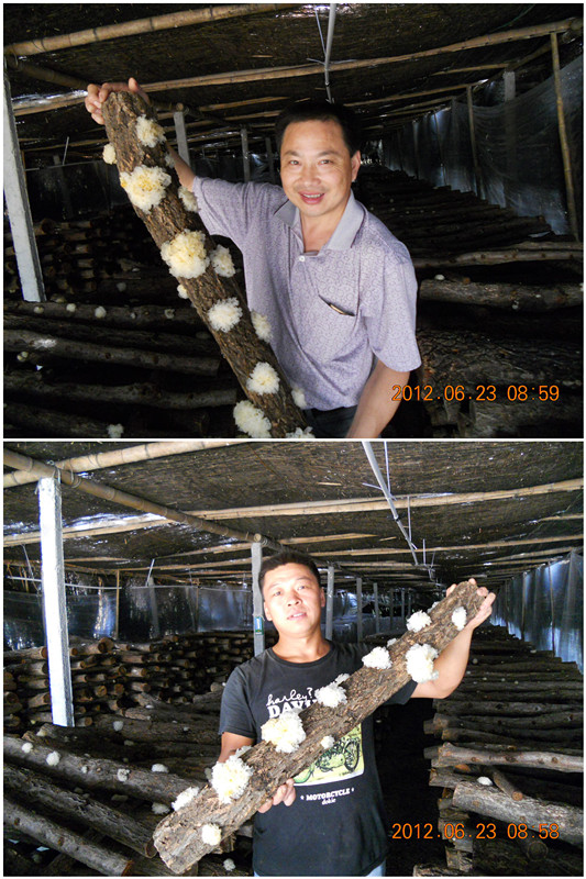 合肥庐阳区食用菌协会沈思和会长去安徽金寨学员的银耳种植基地考察指导