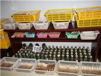 合肥立新食用菌培训基地菌种室一角