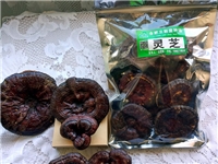 合肥立新食用菌培训基地——灵芝干品