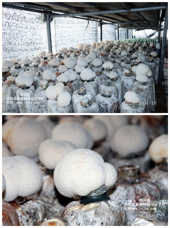 食用菌——合肥立新菌种场培训基地 猴头菇