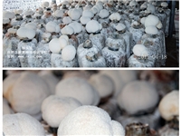 食用菌——合肥立新菌种场培训基地 猴头菇