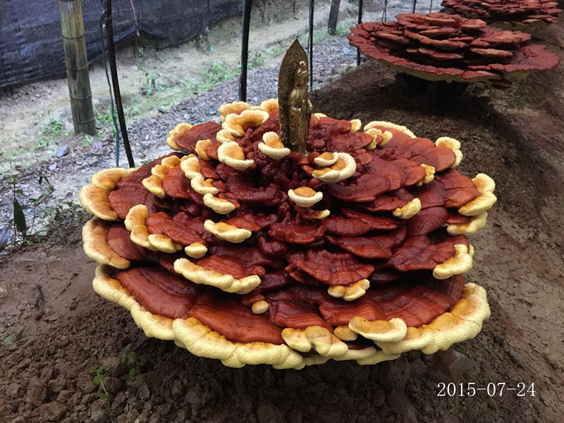 食用菌——合肥立新食用菌培训基地 灵芝