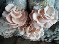 食用菌——红平菇