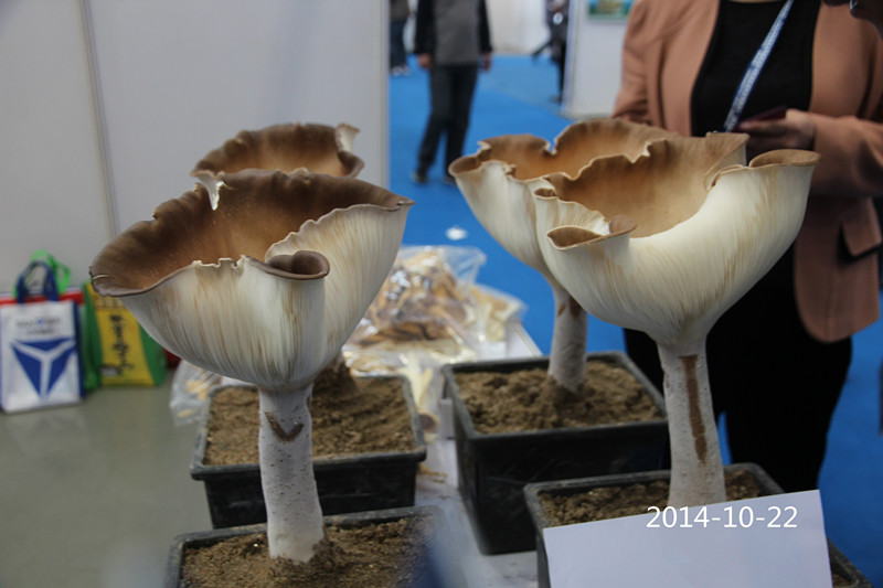 食用菌——熊掌菇