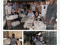 合肥市庐阳区食用菌协会学员采收自己的劳动成果1