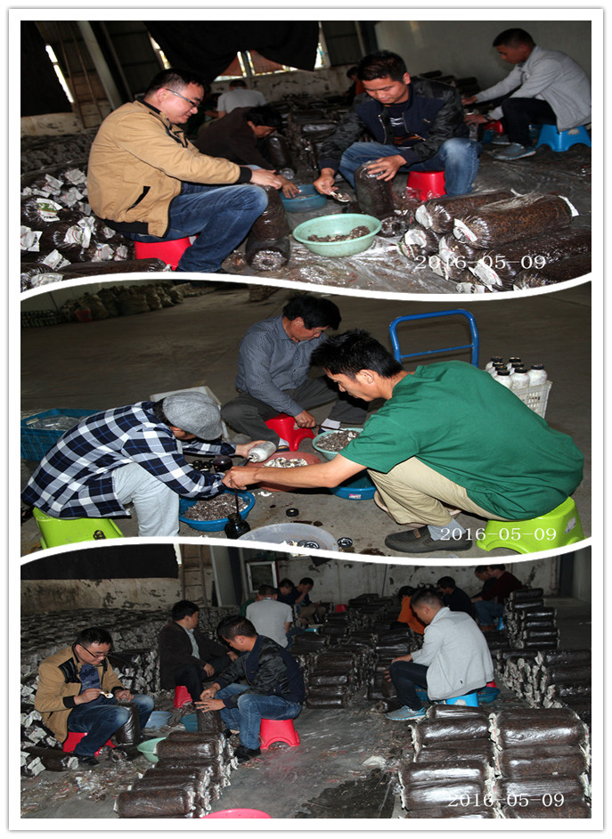 合肥立新菌种场培训基地学员实践食用菌栽培技术生产接种
