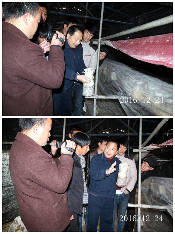 合肥立新菌种场培训基地学员听老师讲解金针菇出菇管理要点
