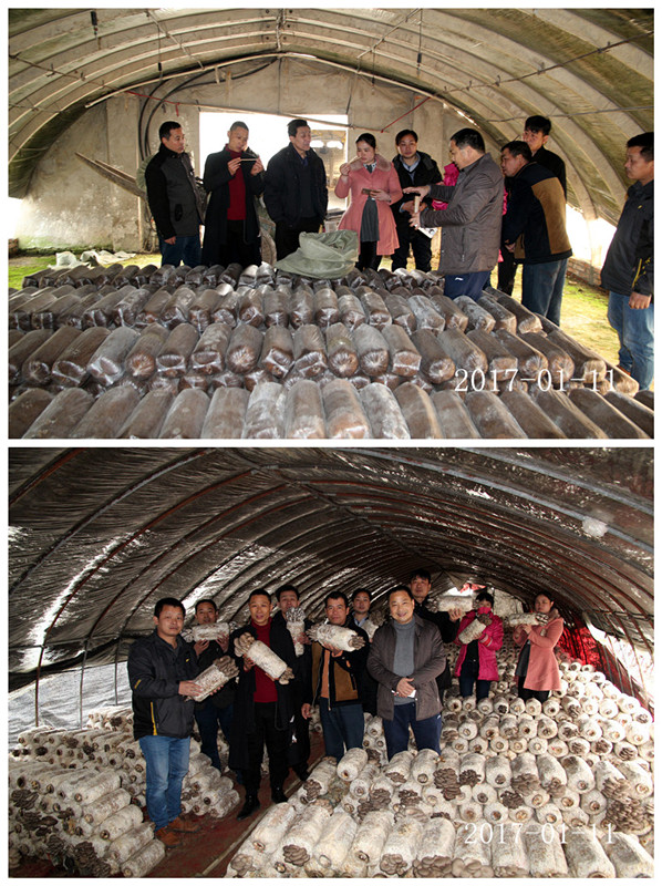 合肥立新菌种场培训基地学员在平菇种植培训基地