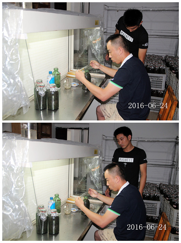 合肥立新菌种场培训学校学员实习菌种制作技术