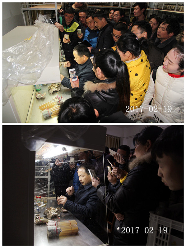 合肥立新菌种场培训学校学员实习野生菌菌种提取及驯化技术