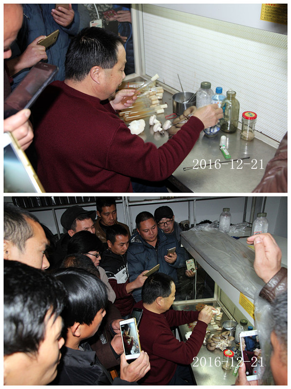 合肥立新菌种场培训学校学员实习野生菌菌种提取及驯化技术1