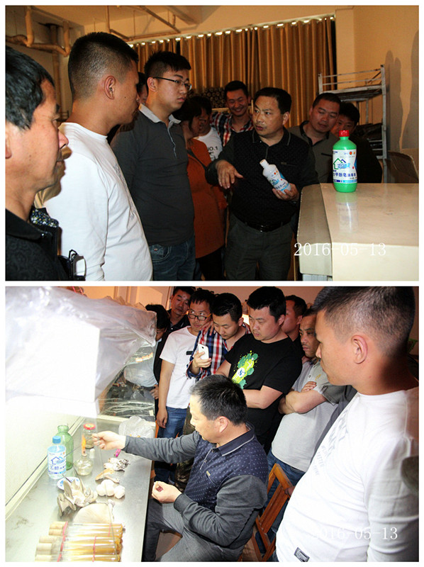 合肥立新菌种场培训学校学员实习野生菌菌种提取及驯化技术5
