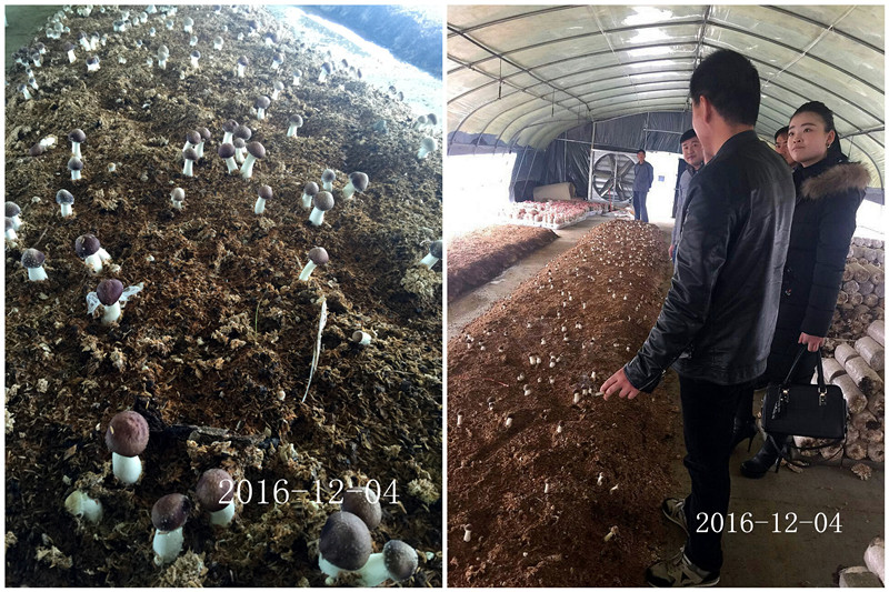 合肥立新菌种场培训学校学员在合肥立新菌种场大球盖菇种植培训基地