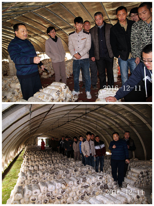 合肥立新菌种场培训学校学员在合肥立新菌种场平菇种植培训基地1