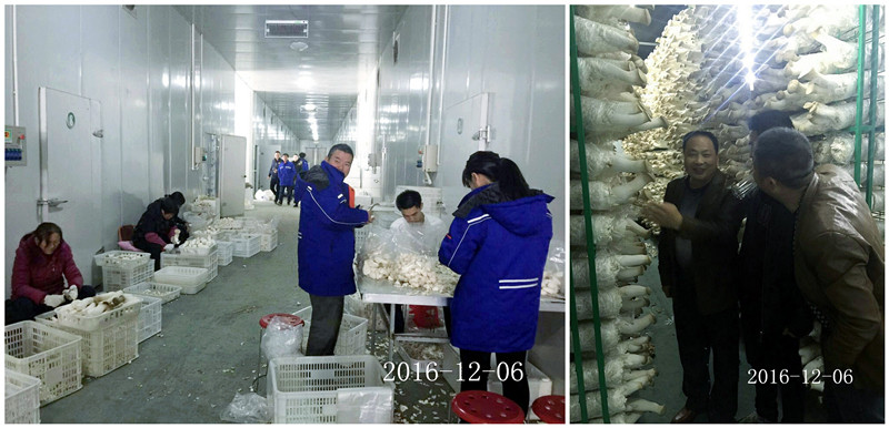 合肥立新菌种场培训学校学员在合肥立新菌种场杏鲍菇工厂化种植培训基地