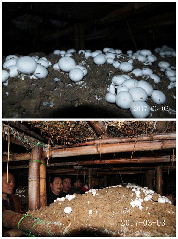 合肥立新菌种场培训学校学员在双孢蘑菇种植基地