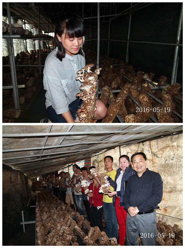 合肥立新菌种场培训学校学员在香菇种植培训基地