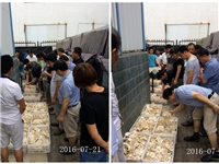 合肥市庐阳区食用菌协会学员们采摘自己的种植高温平菇
