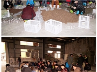 合肥市庐阳区食用菌协会学员实习菌种制作技术