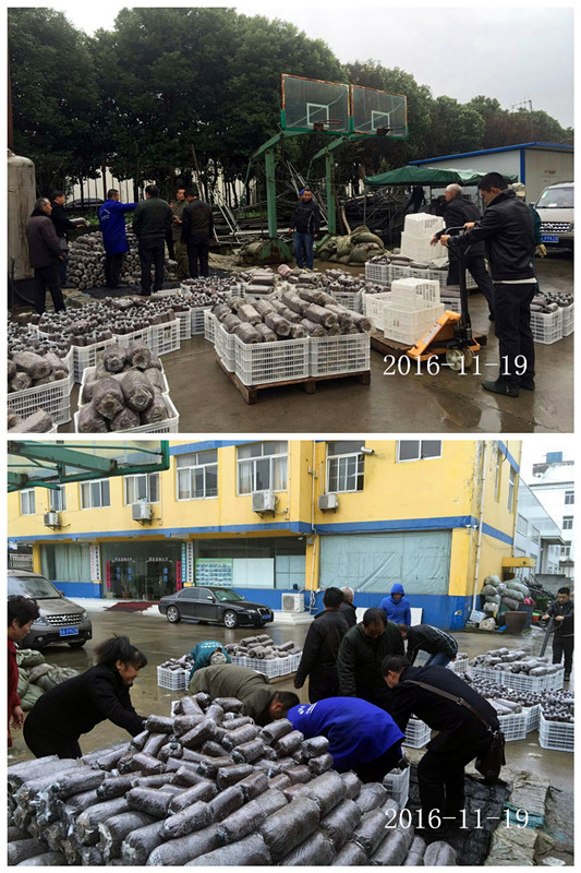 合肥立新食用菌培训基地学员实习食用菌生产出锅冷却