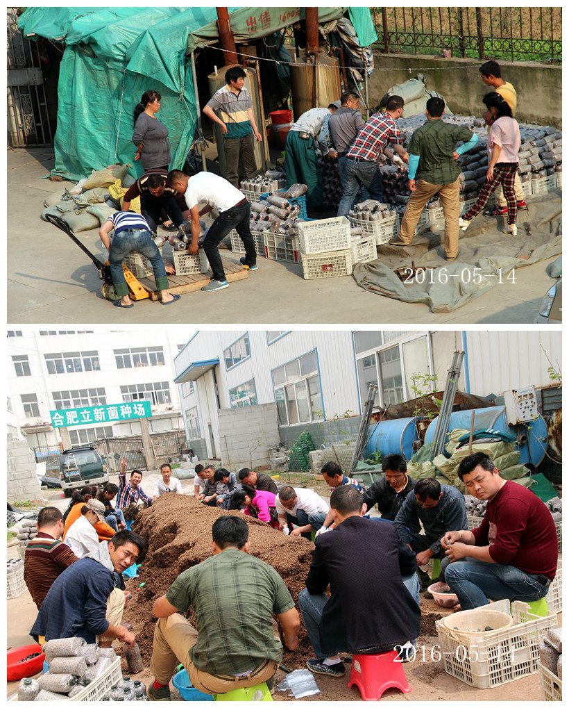 合肥立新食用菌培训基地学员实习食用菌栽培技术2