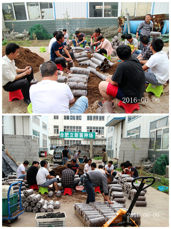 合肥立新食用菌培训基地学员实习食用菌栽培生产制袋