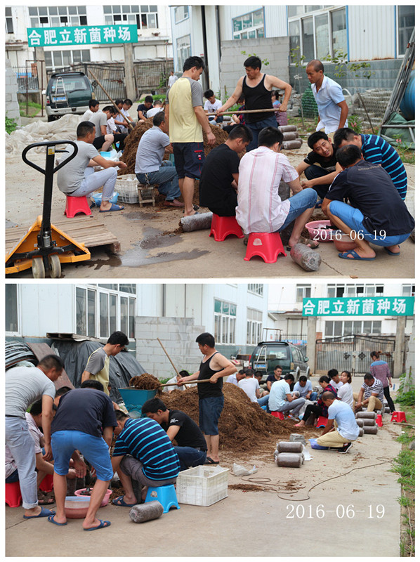 合肥立新食用菌培训基地学员实习中