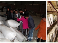合肥市庐阳区食用菌协会学员在金针菇种植培训基地