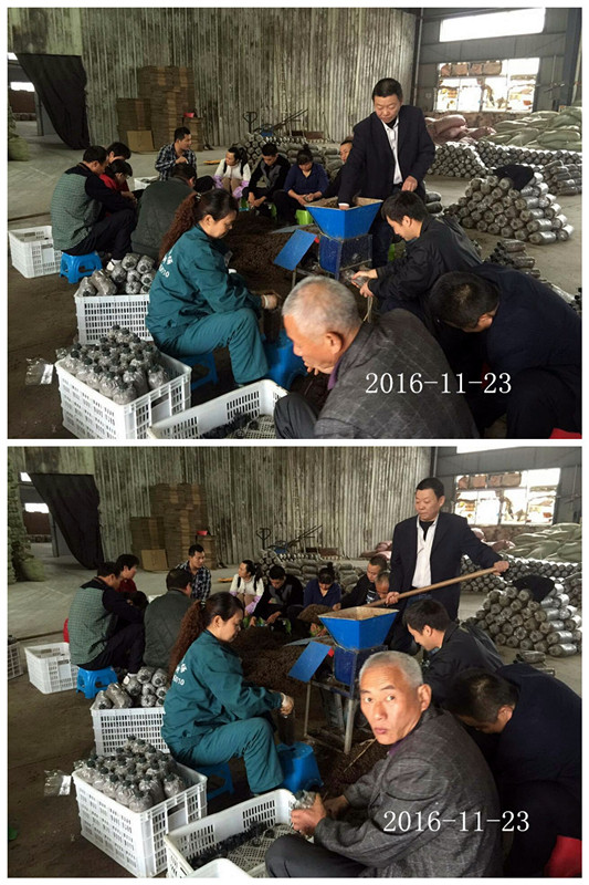 合肥立新食用菌培训学校学员实习食用菌菌种制作技术