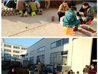 合肥市庐阳区食用菌协会学员实习食用菌栽培技术