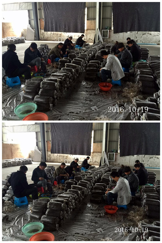 合肥立新食用菌培训学校学员实习食用菌栽培技术---生产接种