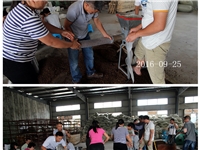 合肥市庐阳区食用菌协会学员实习食用菌栽培技术---生产装袋2