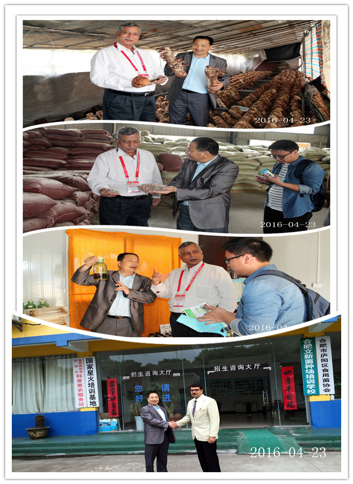 合肥立新菌种场技术培训，菌种、菌需物资，深加工产品走向世界